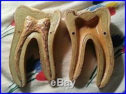 Vintage 1950's Composite Tooth Decay Dental Anatomical Model Anatomy 8 RARE