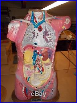 Vintage 1969 Bobbitt/CBS Scientific Laboratory Anatomy Model Human Torso, Organs