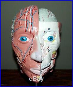 Vintage 1969 Bobbitt Laboratories Head Anatomical Model Anatomy CBS