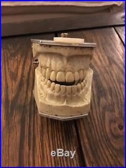 Vintage 1972 Columbia Dentoform Typodont Dental manikin TEETH & dental Shroud