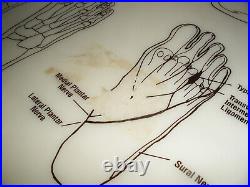 Vintage 1984 Chicago Medical Equipment Podiatrist Writing Board Feet Anatomy