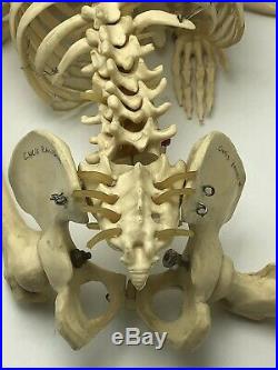 Vintage 33 Human Anatomy Skeleton Bones Medical School Classroom Model
