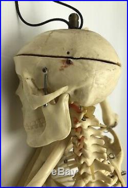 Vintage 33 Human Anatomy Skeleton Bones Medical School Classroom Model