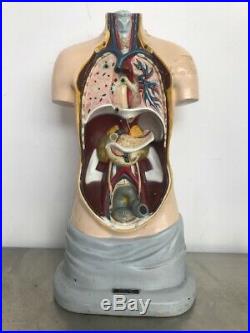 Vintage A. J. Nystrom & Co. Life-Like Models Anatomical Torso Life-Size 28