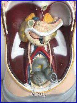 Vintage A. J. Nystrom & Co. Life-Like Models Anatomical Torso Life-Size 28