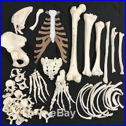Vintage Anatomical Human Skeleton BONES Teacher Display Model Science Medical