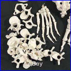 Vintage Anatomical Human Skeleton BONES Teacher Display Model Science Medical