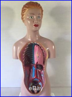 Vintage Anatomy Model Anatomical Medical Teaching Educational Female Torso