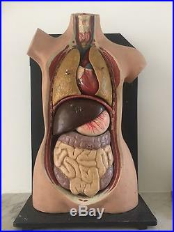 Vintage Antique 3D Anatomical Torso Model