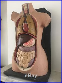 Vintage Antique 3D Anatomical Torso Model