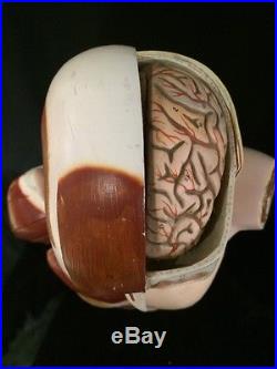 Vintage / Antique Denoyer Geppert Multi-Torso Anatomical Model
