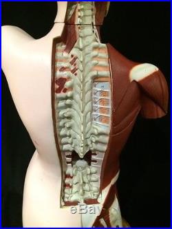 Vintage / Antique Denoyer Geppert Multi-Torso Anatomical Model