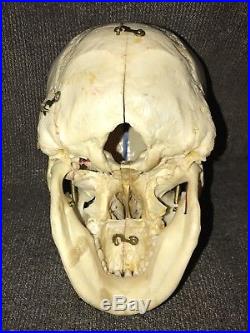 Vintage Antique Dissected Cut Cutaway Human Skull Medical School Teaching Model