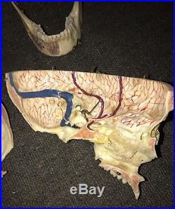Vintage Antique Dissected Cut Cutaway Human Skull Medical School Teaching Model