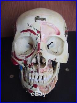 Vintage Antique Dissected Human Skull Medical School Real Teaching Model