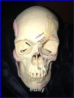 Vintage Antique Dissected Human Skull Medical School Real Teaching Model