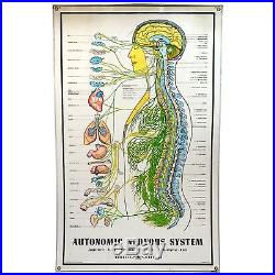 Vintage CHIROPRACTIC CHART of AUTONOMIC NERVOUS SYSTEM Laminated Poster c. 1957