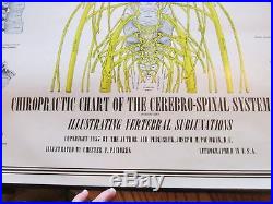 Vintage Chiropractic Wall Chart Cerebro Spinal System Anterior 1957 Paciorek