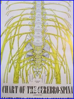 Vintage Chiropractic Wall Chart Cerebro Spinal System Anterior 1957 Paciorek