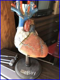 Vintage Clay-Adam's Anatomical Heart Model Made in Japan