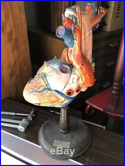 Vintage Clay-Adam's Anatomical Heart Model Made in Japan