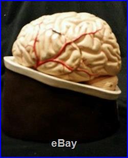 Vintage Clay Adams Brain Anatomical Model Neuroanatomy Detailed Classic Model