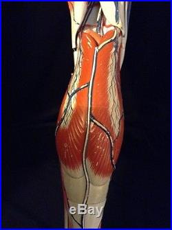 Vintage Clay Adams Human Leg Muscles Foot Lower Limb Anatomical Model