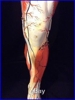 Vintage Clay Adams Human Leg Muscles Foot Lower Limb Anatomical Model