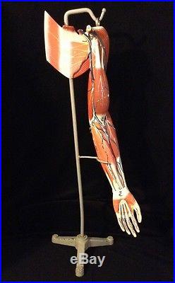 Vintage Clay Adams Life Size Human Arm Muscles Anatomical Model with Stand