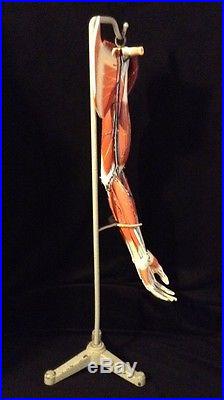 Vintage Clay Adams Life Size Human Arm Muscles Anatomical Model with Stand