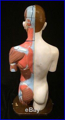 Vintage Clay Adams Torso Model Muscular Model on one Side Anatomical Model