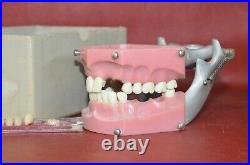Vintage Columbia Dentoform Dental Form Mouth Teeth Dentistry Gums Display Tool