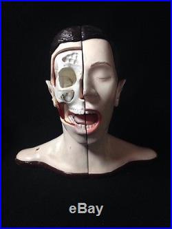 Vintage Denoyer Geppert Four-Part Bisected Head Anatomical Model A76