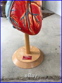 Vintage Denoyer Geppert Heart of American Anatomical Model Anatomy