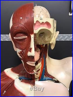 Vintage Denoyer Geppert Human Anatomical Model Torso Manikin With Removable Parts