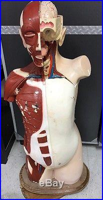 Vintage Denoyer Geppert Human Anatomical Model Torso Manikin With Removable Parts