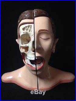 Vintage Denoyer Geppert Two-Part Bisected Head Anatomical Model A76