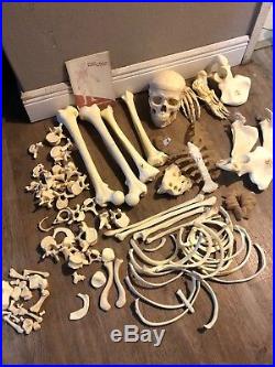 Vintage Disarticulated Human Skeleton Bones Teacher Display Model