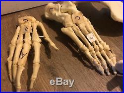 Vintage Disarticulated Human Skeleton Bones Teacher Display Model