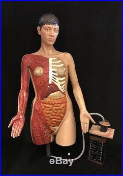 Vintage Female Anatomy Torso, Large Life Size With Controls