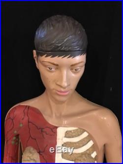 Vintage Female Anatomy Torso, Large Life Size With Controls