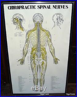 Vintage Framed Chiropractic Autonomic Nervous System Color Print Office Art