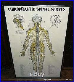 Vintage Framed Chiropractic Autonomic Nervous System Color Print Office Art