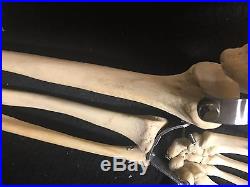 Vintage Human Arm Skeleton Medical Model Humerus Hand Radius Ulna Scapula