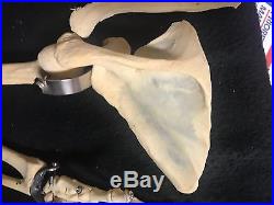 Vintage Human Arm Skeleton Medical Model Humerus Hand Radius Ulna Scapula