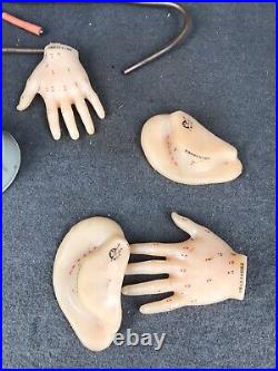 Vintage Human Ear Hands Acupuncture Medical Equipment Acupuncture Points