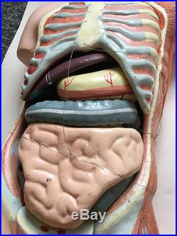 Vintage Human Medical Anatomical Model Torso Manikin with Removable Parts