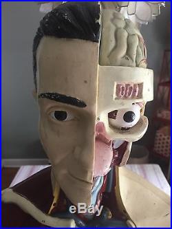 Vintage Human Medical Anatomical Model Torso Mannequin with Removable Parts