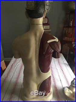 Vintage Human Medical Anatomical Model Torso Mannequin with Removable Parts