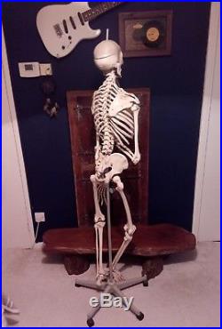Vintage Human Medical Skeleton Anatomical Model Life Size
